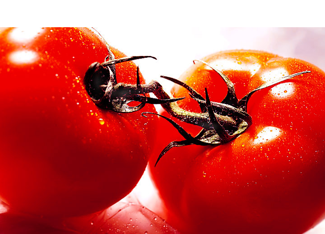 George Menda Vine Ripe Tomato